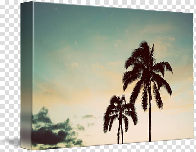Painting Frames Arecaceae Tree Sky plc, overlooking the coconut tree transparent background PNG clipart