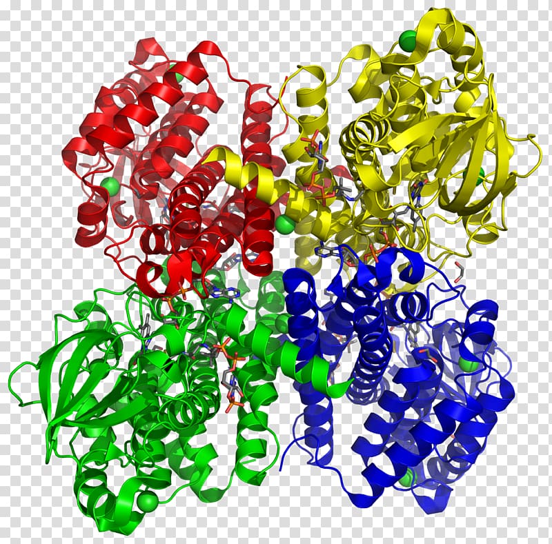 Acyl CoA dehydrogenase Acyl-CoA Coenzyme A, others transparent background PNG clipart