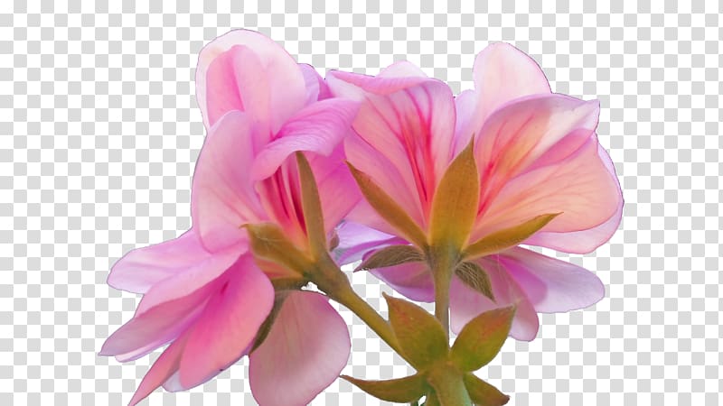 Sweet scented geranium Beach rose Pink, Rose Geranium transparent background PNG clipart
