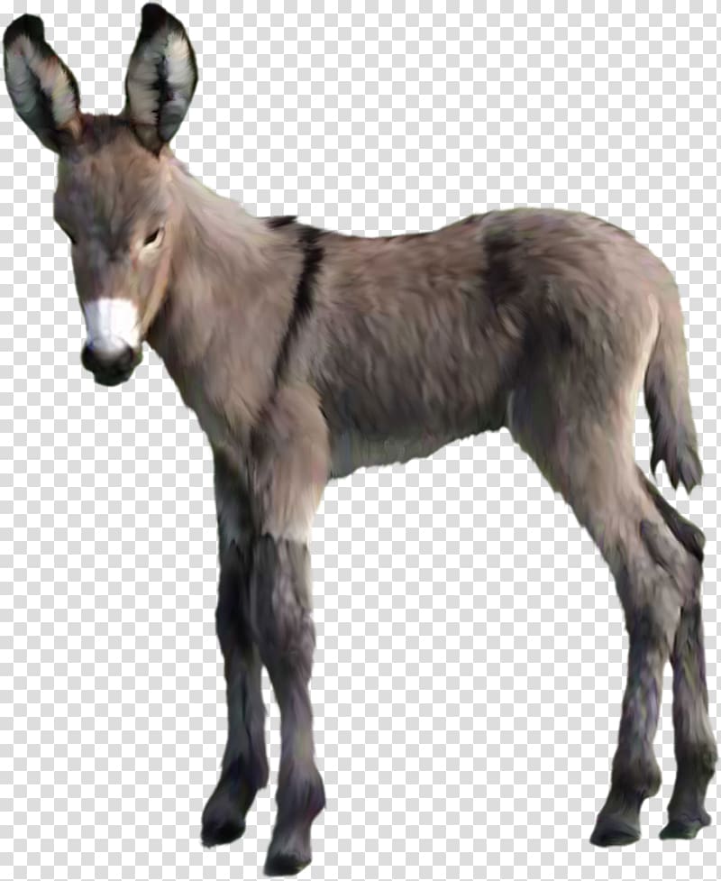 brown donkey, Donkey Animal , donkey transparent background PNG clipart