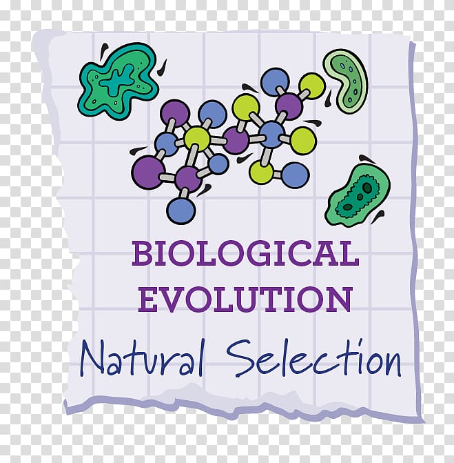 Natural selection Selective breeding Evolution Phenotypic trait Common descent, natural selection transparent background PNG clipart