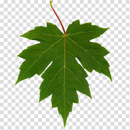 Autumn leaf color Maple leaf Chestnut oak , Leaf transparent background PNG clipart