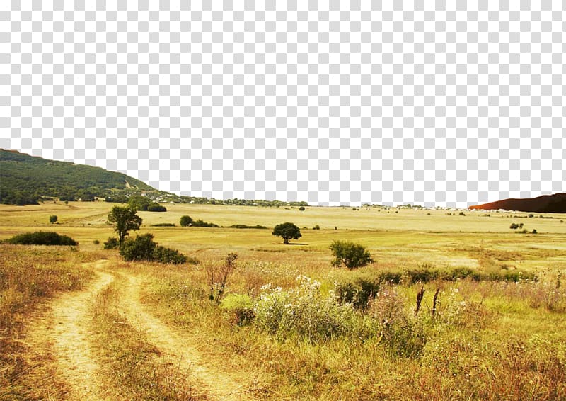 there are two paths to the wilderness realistic poster decoration transparent background PNG clipart