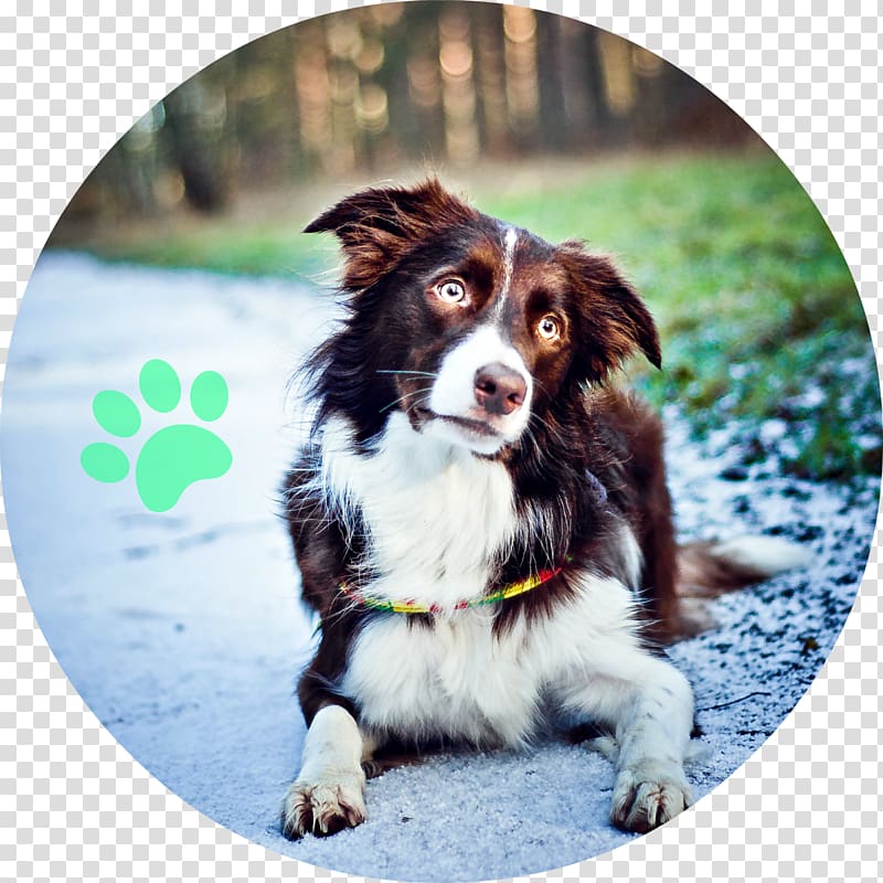 Border Collie Dog breed Australian Shepherd Rough Collie English Shepherd, border collie marrom transparent background PNG clipart