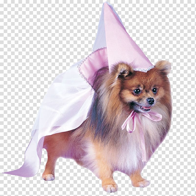 Halloween costume Pet Dress Pomeranian, Dog transparent background PNG clipart