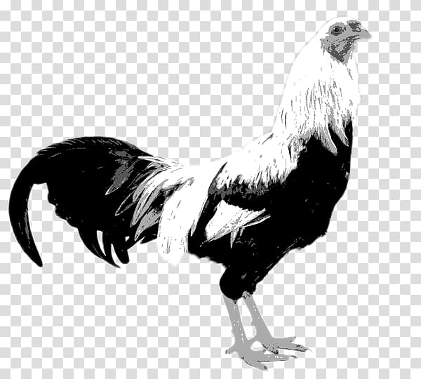 Kraienkopp Twente Poultry Fowl Dutch, Bird transparent background PNG clipart
