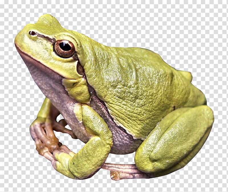 green frog illustration, Frog Amphibian, Frog transparent background PNG clipart