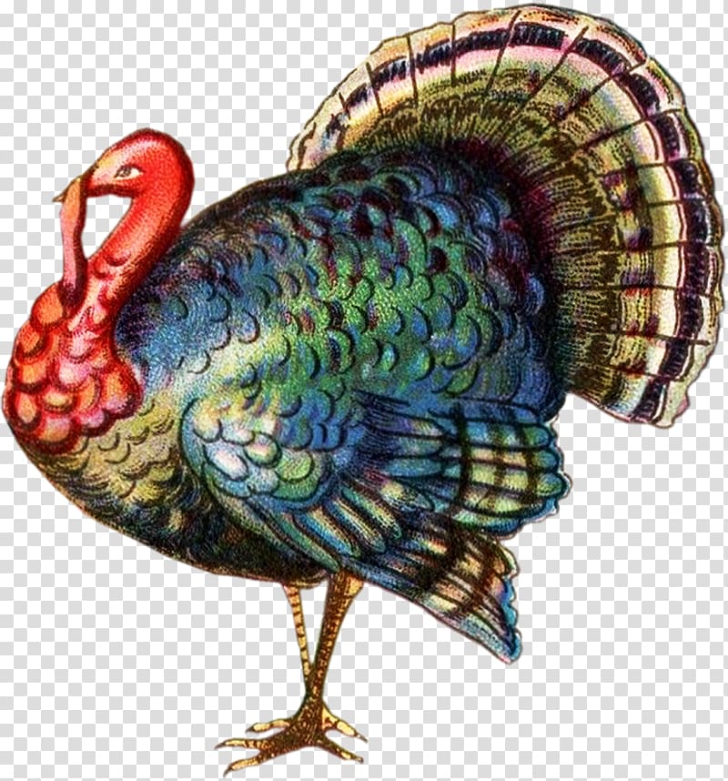 Black turkey Turkey meat Thanksgiving , Turkey Background transparent background PNG clipart