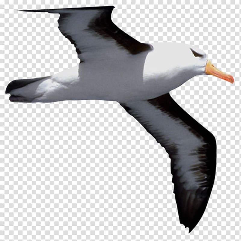 Bird Cygnini Common gull Falcon , gull transparent background PNG clipart