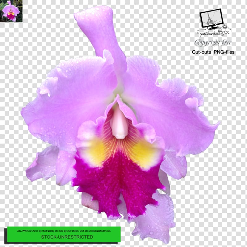 Crimson Cattleya Christmas orchid Cattleya percivaliana Dendrobium Moth orchids, Me Too Flower transparent background PNG clipart