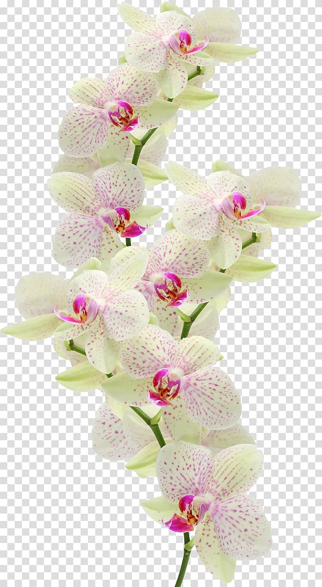 yellow-and-pink flowers, Moth orchids Flower Dash Atan, Maragheh, lilly transparent background PNG clipart