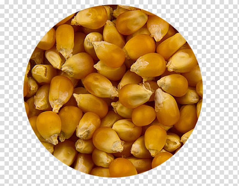 Maize Popcorn Semolina Food Crop yield, popcorn transparent background PNG clipart