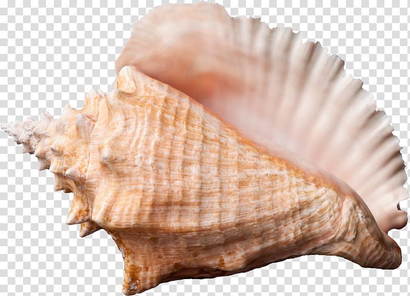 Conch transparent background PNG clipart