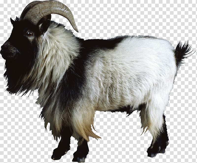 Goat Sheep Cattle, Goat transparent background PNG clipart