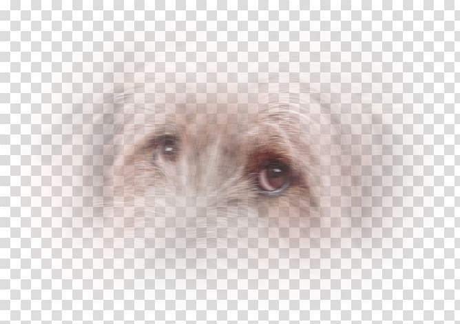 Schnoodle Glen Dutch Smoushond Dog breed Maltese dog, eye dog transparent background PNG clipart