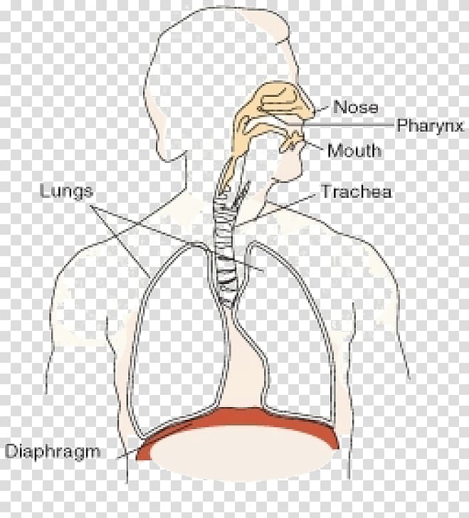 Respiratory system Oxygen Thoracic diaphragm Carbon dioxide Function, nose transparent background PNG clipart