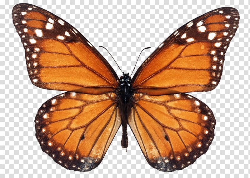Monarch butterfly Milkweed butterflies Viceroy , butterfly transparent background PNG clipart