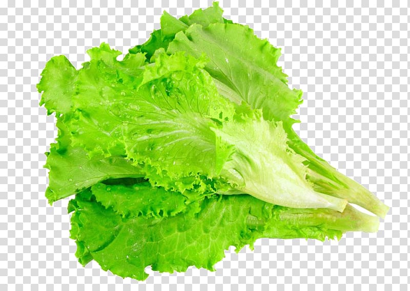 lettuce leaves vegetables transparent background PNG clipart