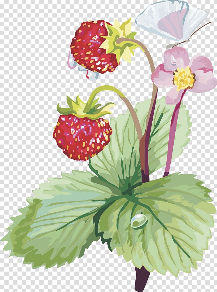 Musk strawberry , strawberry fruit transparent background PNG clipart