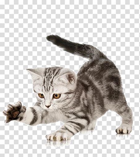pet cat transparent background PNG clipart