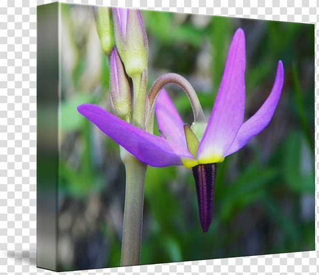 Tulip Crocus Violet Petal Close-up, kind shooting transparent background PNG clipart