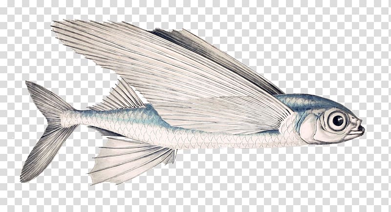 Exocoetus volitans Fish Subtropics Exocoetus obtusirostris Genus, Winged fish transparent background PNG clipart