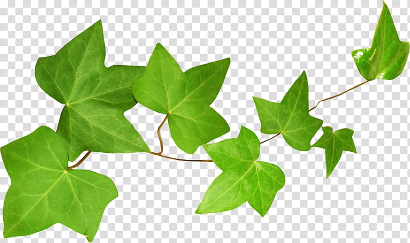 Ivy Leaf Екстракт листя плюща Plant stem, Leaf transparent background PNG clipart