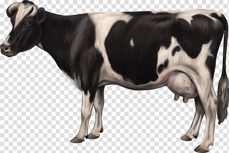 Cattle Ox cow , Cows transparent background PNG clipart