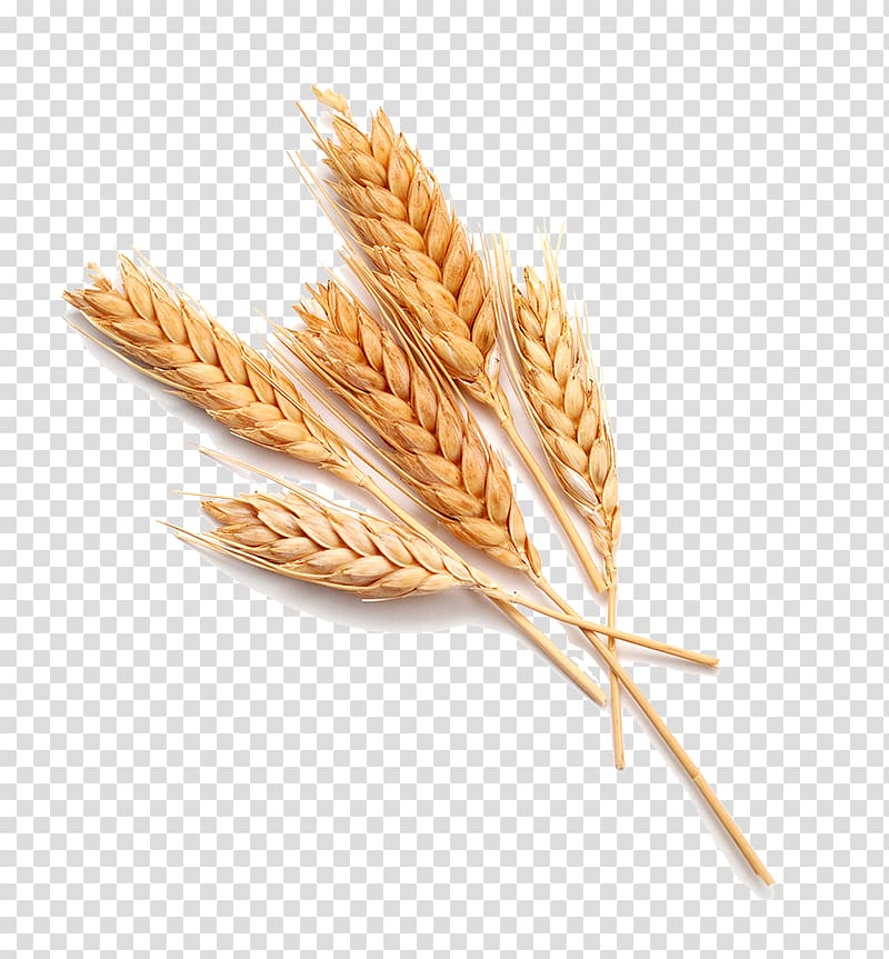 Wheat Food Bread, wheat transparent background PNG clipart | HiClipart