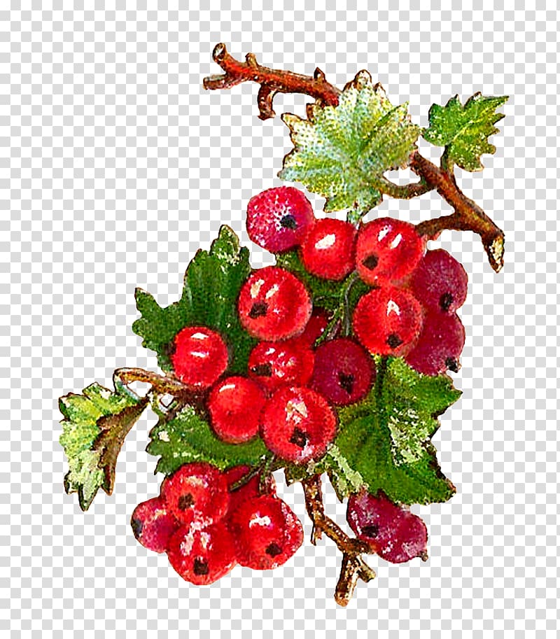 Redcurrant Zante currant Blackcurrant Berry Fruit, botanical transparent background PNG clipart