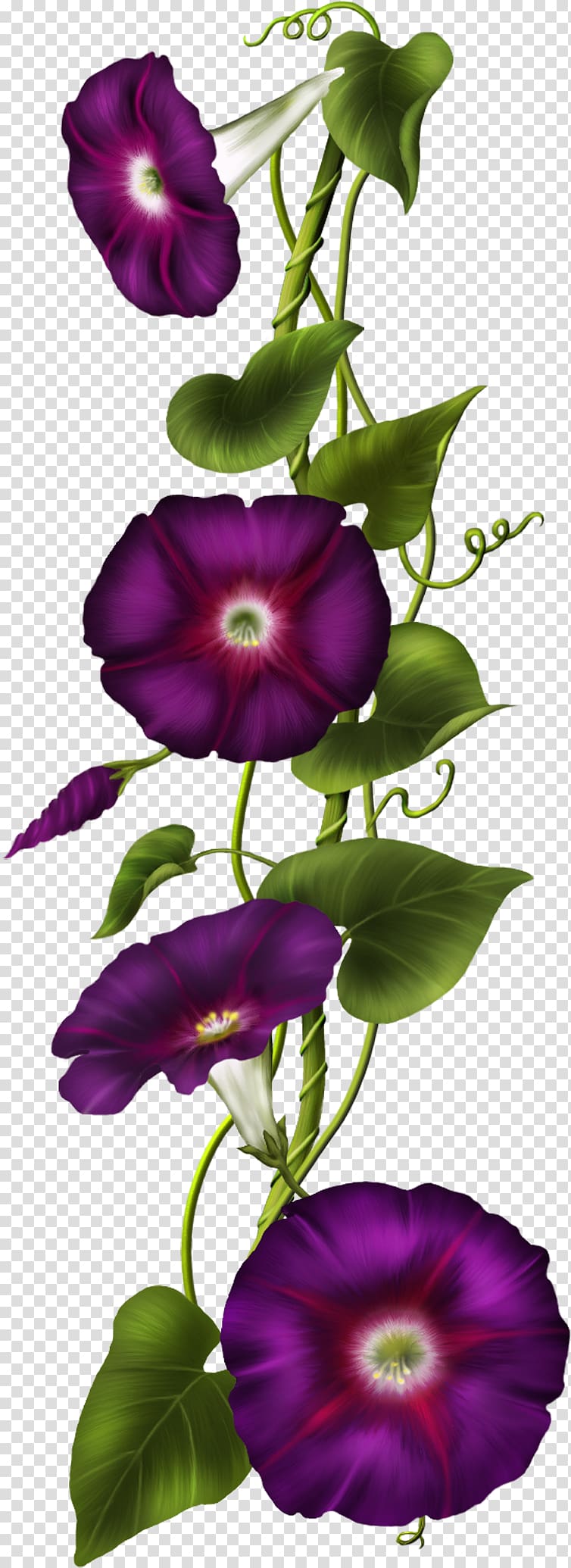 purple morning glories art, Morning glory , iris transparent background PNG clipart