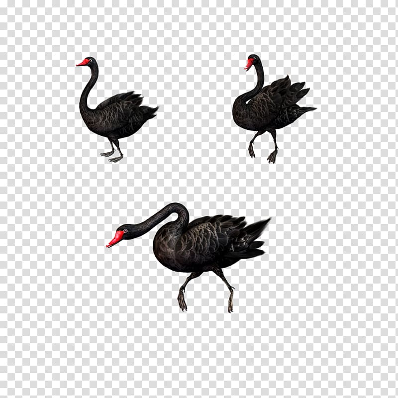 Black swan Bird , Creative Black Swan transparent background PNG clipart