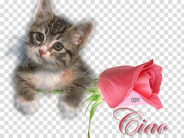 Kitten Whiskers Domestic short-haired cat Ragdoll Felix the Cat, love Gif transparent background PNG clipart