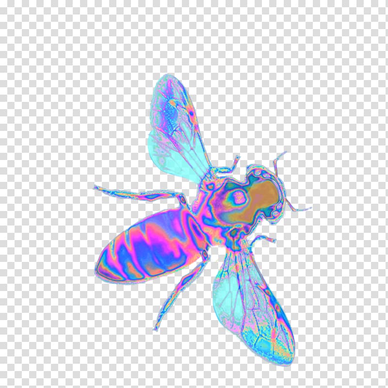 Characteristics of common wasps and bees Insect, bee transparent background PNG clipart