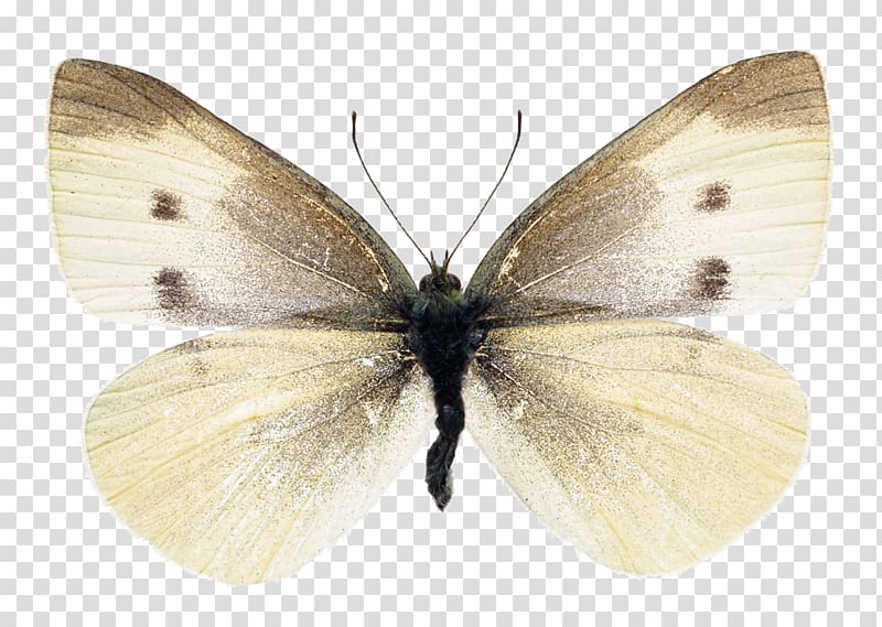 Butterfly Cabbage white Insect , butterfly transparent background PNG clipart