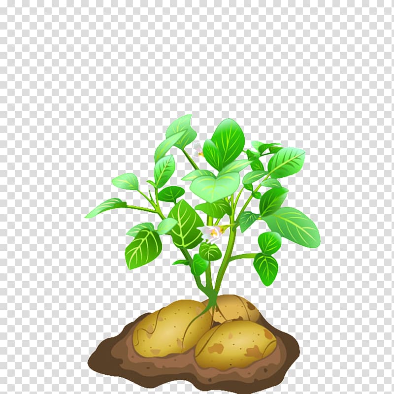 Vegetable Potato Plant , raindrop 0 1 17 transparent background PNG clipart