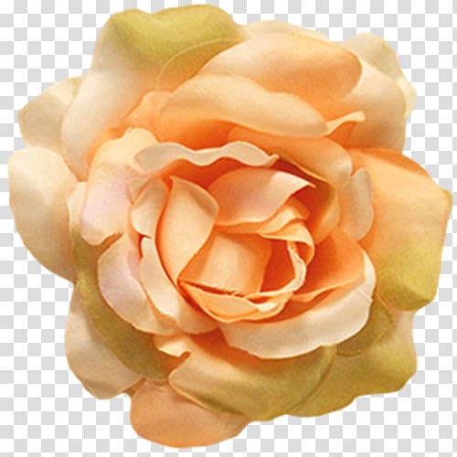 Centifolia roses Flower Petal Garden roses, peach flower transparent background PNG clipart