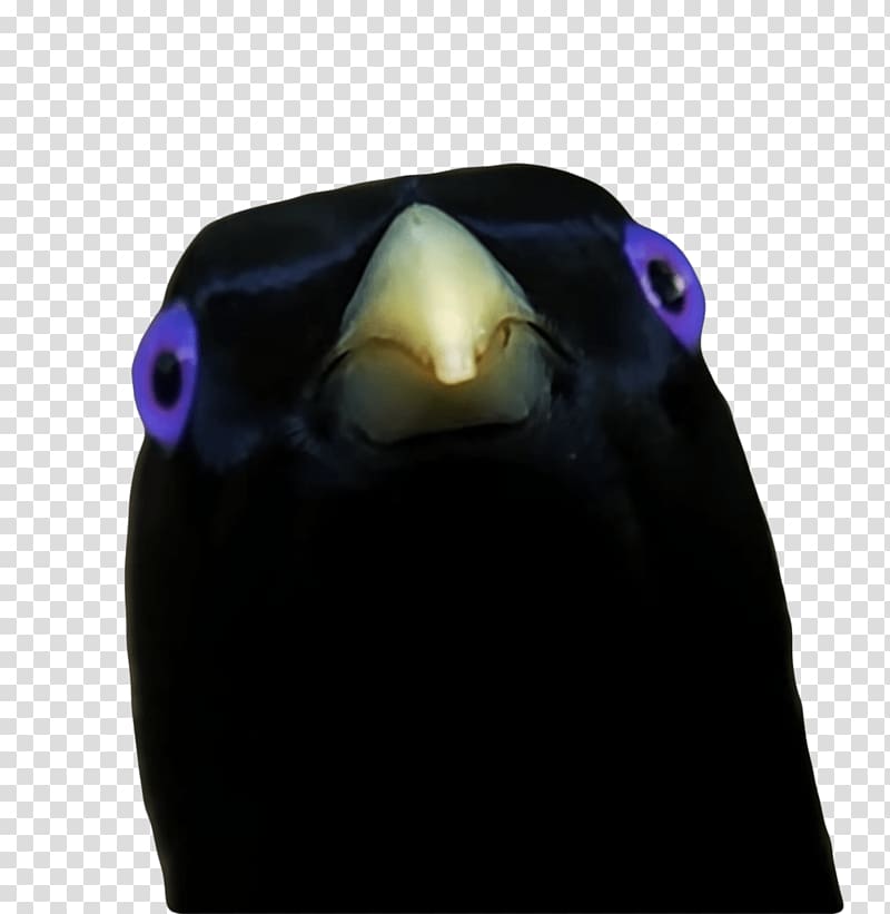 black bird , Lemme Smash Ron transparent background PNG clipart