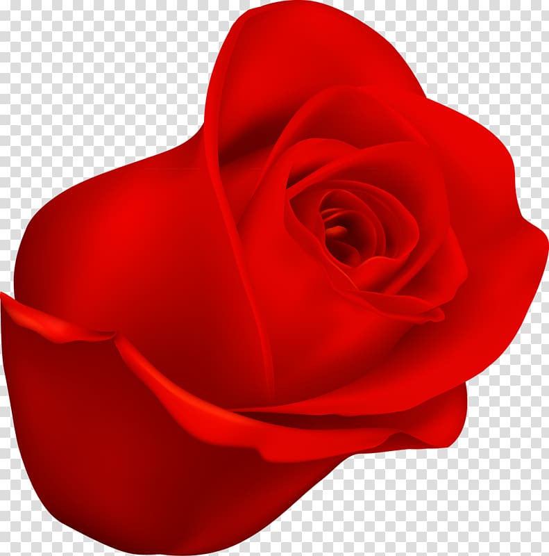 Garden roses Cut flowers Petal Close-up, Bright red roses transparent background PNG clipart