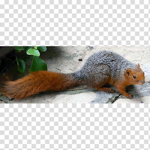 Fox squirrel Rodent Red-cheeked squirrel Callosciurus, squirrel transparent background PNG clipart