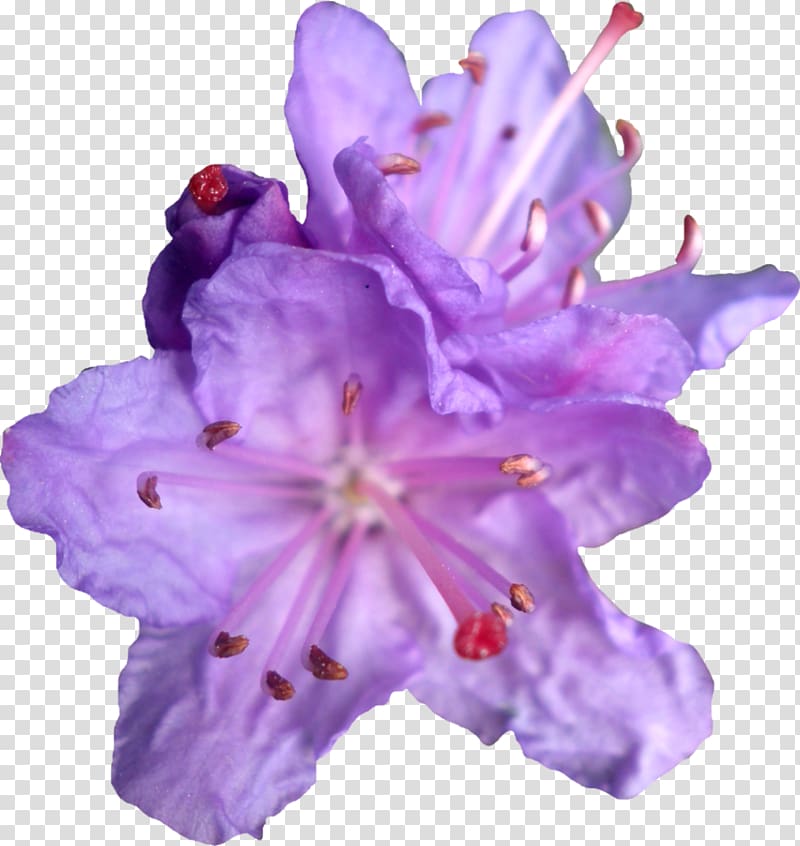 Purple Flower Violet , Purple Flower Purple Rhododendren By transparent background PNG clipart
