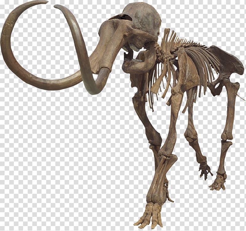 Mammuthus meridionalis Aucilla River Columbian mammoth Woolly mammoth Steppe mammoth, mountain range transparent background PNG clipart
