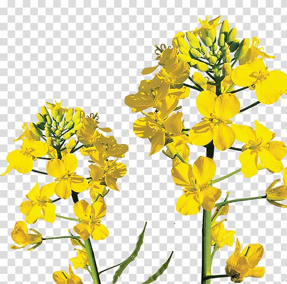 Canola Rapeseed Mustard plant Brassica rapa, spring grass transparent background PNG clipart