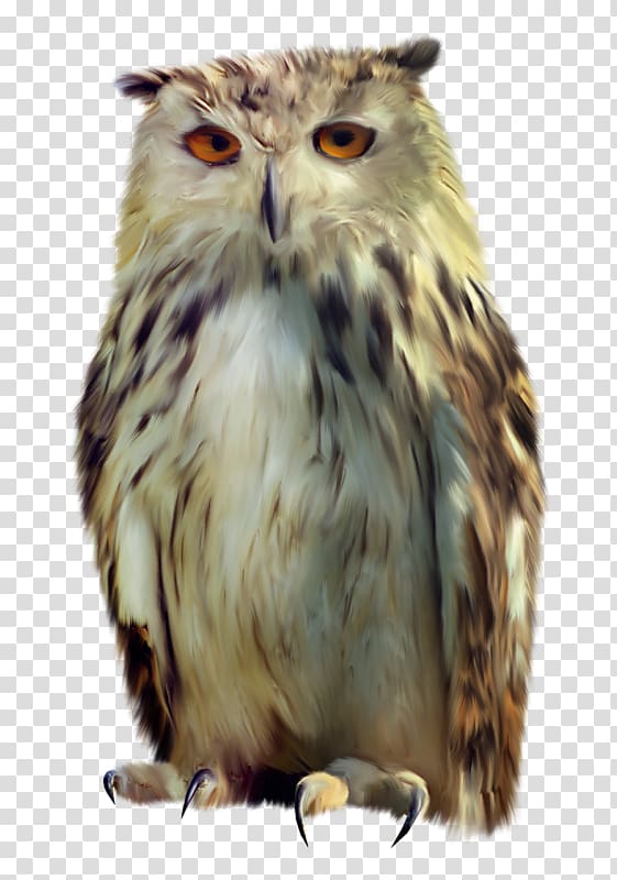 Little Owl Bird, owl transparent background PNG clipart