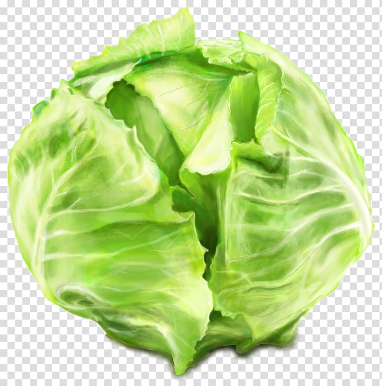Leaf vegetable Savoy cabbage Collard greens, cabbage transparent background PNG clipart
