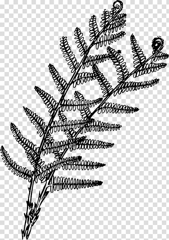 Plant Fern Coloring book Drawing, fern transparent background PNG clipart