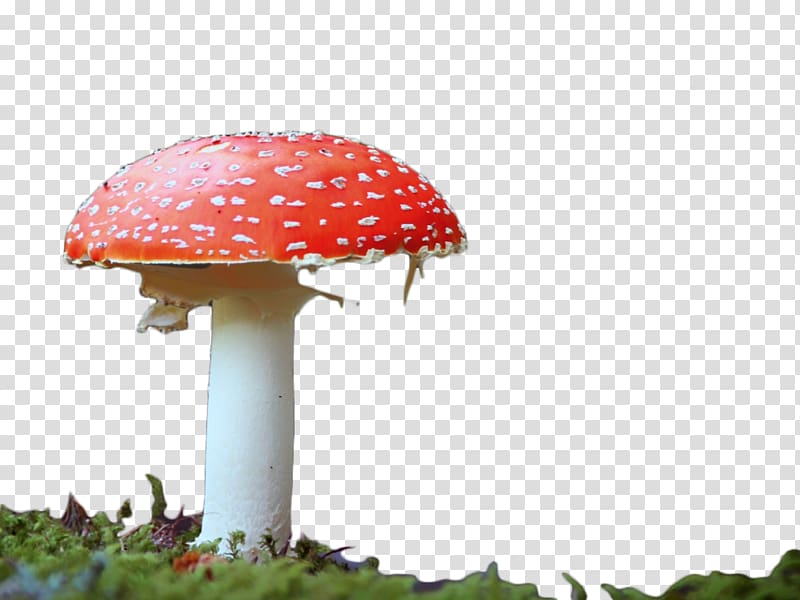 Edible mushroom Red , Red Mushroom transparent background PNG clipart