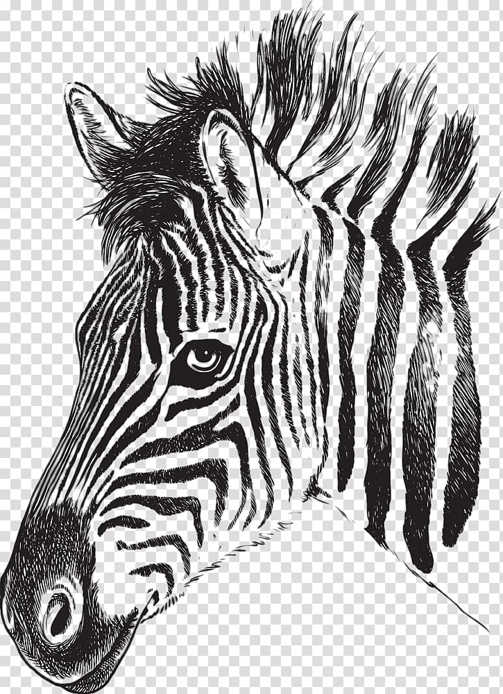 black zebra illustration, Zebra Drawing Stripe , Zebra transparent background PNG clipart