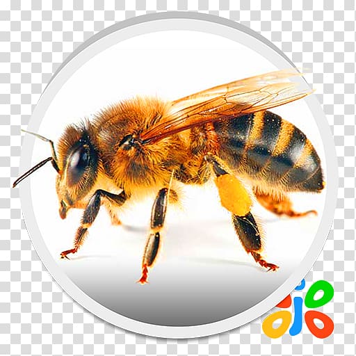 Western honey bee Insect Hornet Beehive, bee transparent background PNG clipart