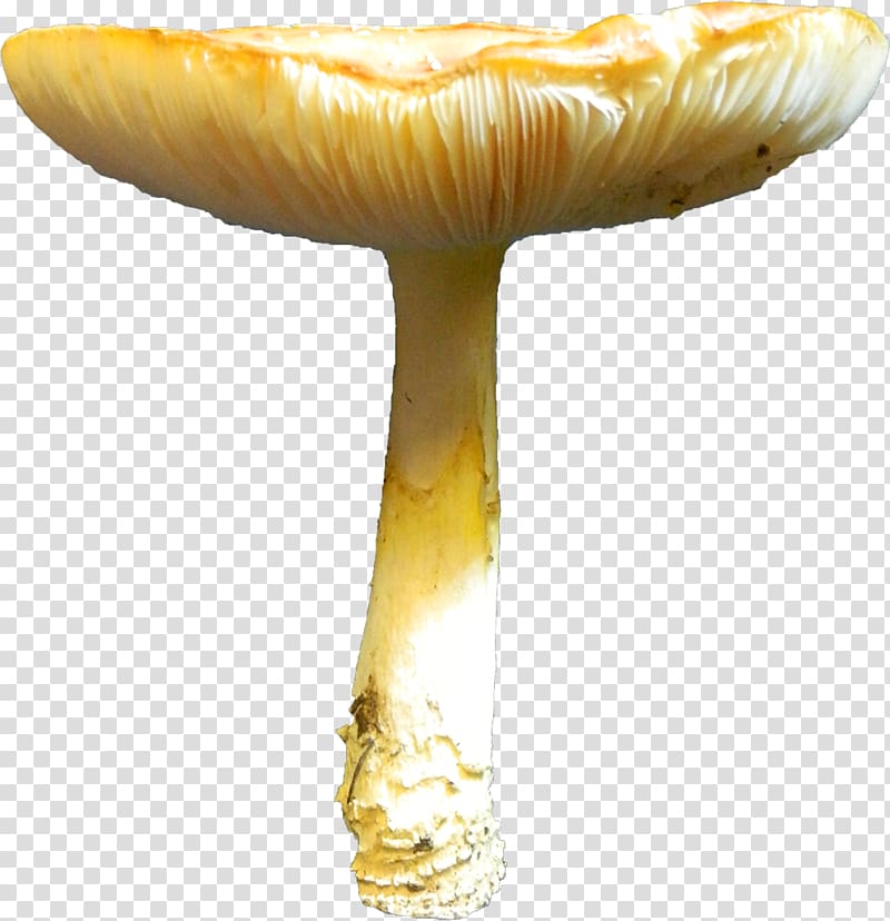 Edible mushroom, toadstools transparent background PNG clipart